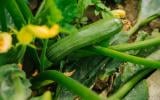 Selon cette étude, un jeune sur cinq ne sait pas reconnaître une courgette sur une photo  !