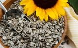 Graines de tournesol, pourquoi c'est bien d'en manger