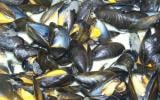 Moules marinières gourmandes