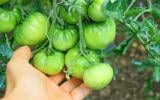 Comment faire de la confiture de tomates vertes avec les tomates qui n’arriveront pas à maturité dans votre jardin ?