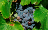 Vin de figues