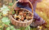 Intempéries : ces champignons à aller cueillir absolument cette semaine !