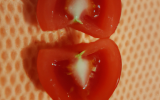 Tomate fraîcheur