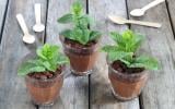 Cette mousse au chocolat façon pot de fleur sera la recette idéale pour régaler et éblouir sa maman pour la fête des mères