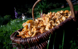 Pâtes aux chanterelles