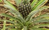 L'ananas et 8 fruits et légumes qui poussent on ne sait pas comment