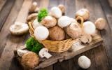 Conservation des champignons : quelle est cette erreur que l’on fait tous ?