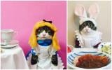 Ce chat gastronome est le nouveau chouchou d’Instagram