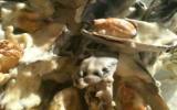 Moules à la crème