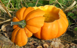 Soupe de courge pâtisson au curry