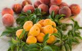 Laurent Mariotte nous partage sa recette sucrée parfaite pour l’été : le tian abricot-pêche !