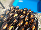 Papillote de moules de bouchot au barbecue