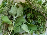 C'est gratuit : 3 plantes sauvages à ramasser en forêt pour sublimer vos plats !