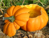 Soupe de courge pâtisson