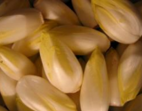 Endives bolognaises