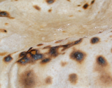 Pain indien le chapati