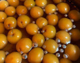 Mirabelles à l'eau de vie