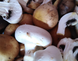 Champignons en couleurs