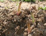 Asperges blanches Umé / beurre