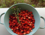 Fraises des bois du soleil levant