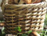 Paniers aux champignons des bois