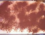 Tiramisu facile et rapide à partager