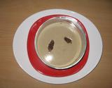 Sauce aux morilles