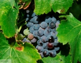 Vin de figues