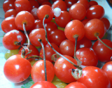 Tomates cerises pommes d'amour