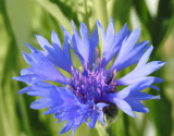 Corn flower