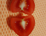 Tomate fraîcheur