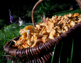 Pâtes aux chanterelles