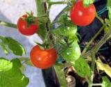 Tomates confites au piment rouge