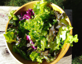 Salade du jardin