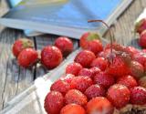 Tartine fraises et beurre de cacahuète