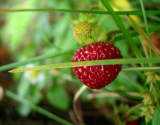 Fraises à la crème chocolatée