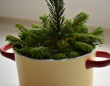 Le sapin de Noël dans son pot