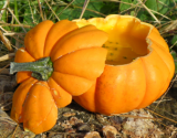 Soupe de courge pâtisson au curry