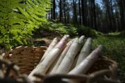 Asperge des sables des Landes