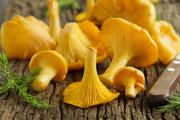 Chanterelle