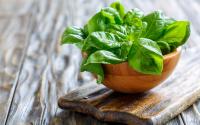 Nos conseils pour sauver votre basilic en pot – URBAN CUISINE