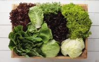 Voici les 3 variétés de salades les plus riches en nutriments à privilégier