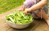 Que faire avec des cosses de petits pois ?