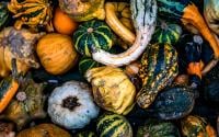 À l’approche d’Halloween, comment différencier les citrouilles comestibles des citrouilles toxiques ?