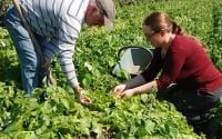 Jessica Tessier, Productrice de pommes de terre primeur à Noirmoutier