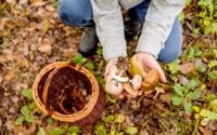 5 choses à savoir avant d'aller cueillir des champignons