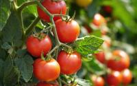 Voici la meilleure variété de tomates à consommer de fin août à septembre d’après 60 millions de consommateurs