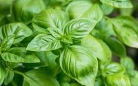 À quelle fréquence faut-il arroser son pot de basilic ?