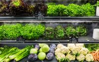 Laitue vs salade en sachet : pourquoi une telle différence de prix ?