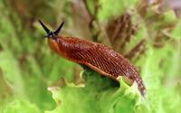 Limaces au jardin ? Ce simple objet du frigo pourrait vous aider à vous en débarrasser